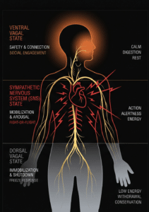 schéma trois états SNA ventral sympathique dorsal signal vagal ventral golf